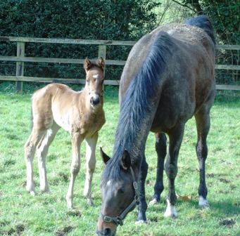 2020 colt by Nathaniel